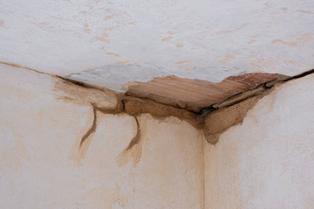 Best Water damage restoration services  in Pamplico, SC