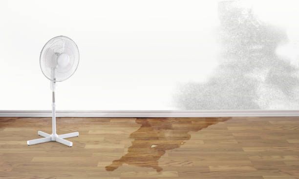 Best 24-hour water damage restoration  in Pamplico, SC