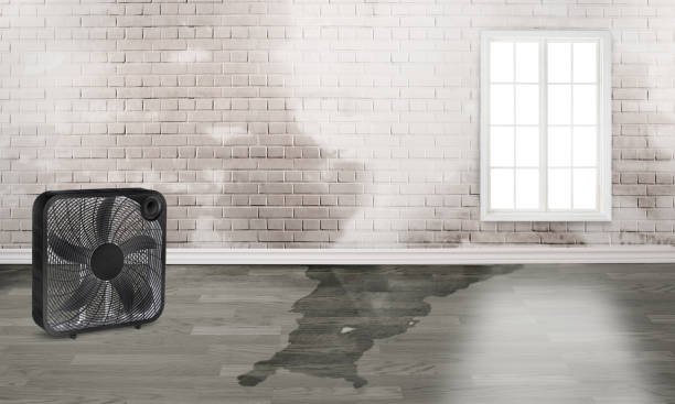 Best Fire Damage Restoration  in Pamplico, SC